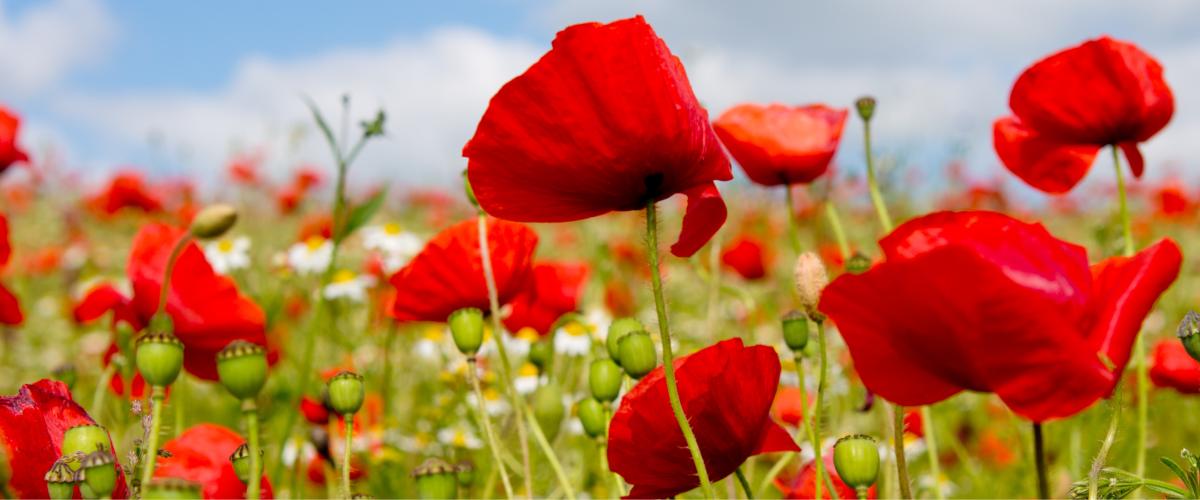 Poppy Field