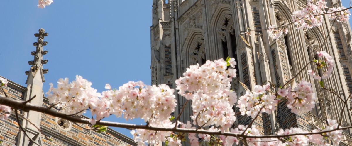 Duke Chapel with Spring Blossoms